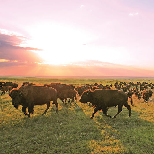Ranch Bison Sticks
